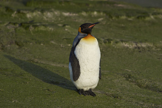 King Penguin (Aptenodytes patagonicus) standing on a sandy beach on Saunders Island in the Falkland Islands.