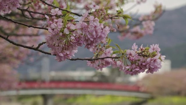 4K 静岡県 河津町 河津桜 Kawazu sakura in shizuoka japan