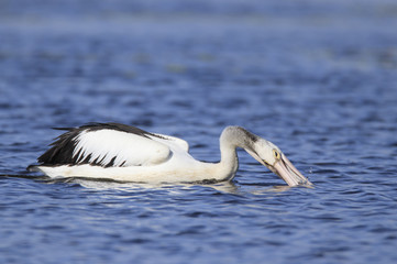 Pelican feeding on fish