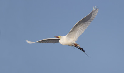White egret in flight