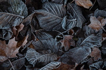 Autumn leaves with frost