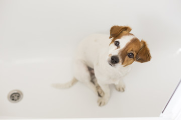 cute lovely white and brown small dog wet in bathtub looking at the camera. white background. Indoors