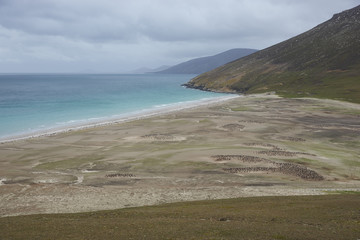 The Neck on Saunders Island in the Falkland Islands; home to multiple colonies of Gentoo Penguins...