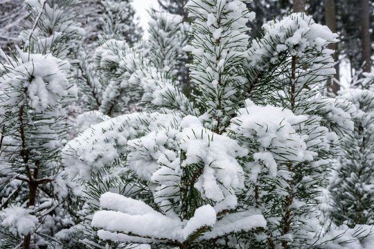 Fototapeta Branches of a pine tree covered with snow - Close up christmas tree