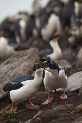 Pair of Imperial Shag (Phalacrocorax atriceps albiventer) engaged in a courtship ritual on the cliffs of Saunders Islands in the Falkland Islands.