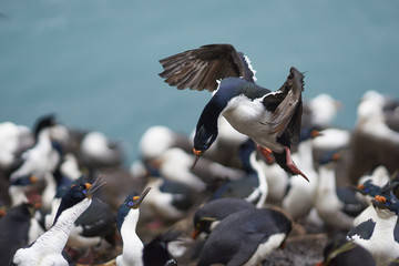 Imperial Shag (Phalacrocorax atriceps albiventer) coming in to land amongst a colony on Saunders...