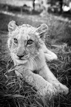 Cute young lion cub in black and white