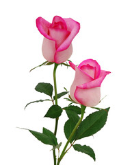 Beautiful pink rose isolated on white