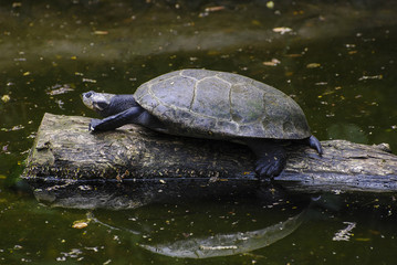 Obraz premium Turtle resting on an old tree by the lake