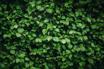 Fototapeta na wymiar Green plant leaves foliage texture for design background, vintage color with vignette