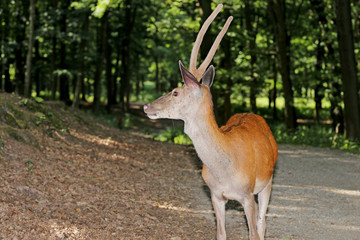 Naklejka na ściany i meble The deer in the forest watched his ears