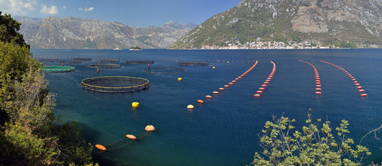 Cultivation of mussels in Boko-Kotor bay, Montenegro