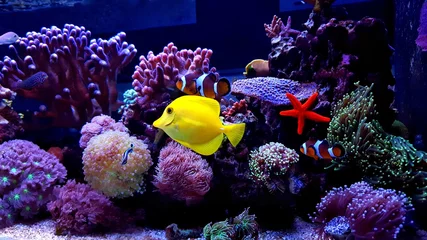 Fototapete Unterwasserwelt Amazing saltwater coral reef fish tank  © Kolevski.V