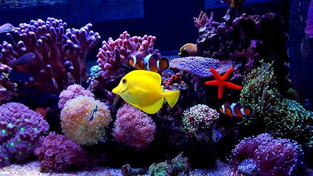 Amazing saltwater coral reef fish tank