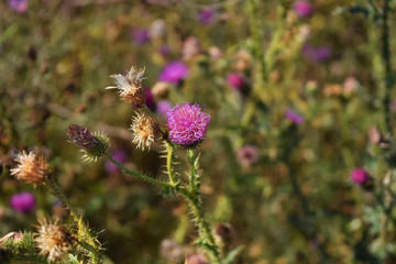 Thistle