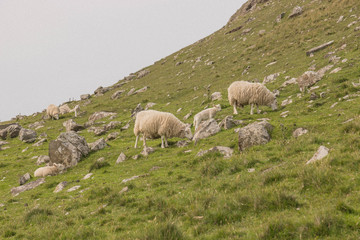 Sheep at Neist Point Lighthouse, Skye, Scotland