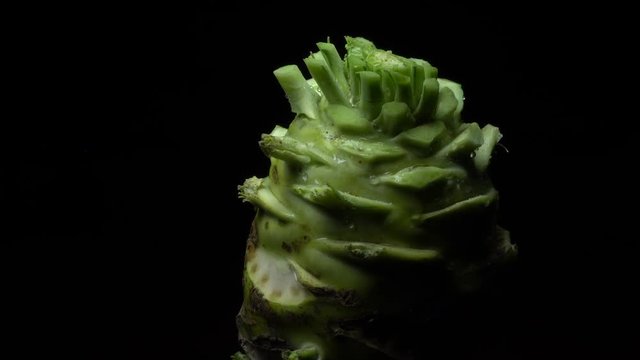 Kohlrabi root in rotation
