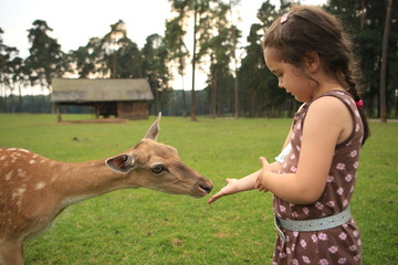Girl feed food for deer - obrazy, fototapety, plakaty