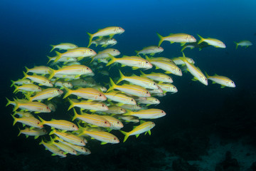Fototapeta na wymiar Fish in sea. Yellowfin Goatfish school