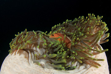 Clownfish anemonefish fish on coral reef