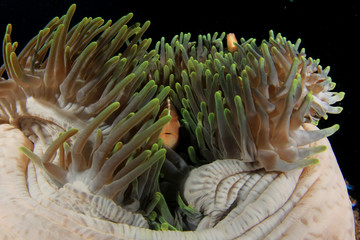 Naklejka na ściany i meble Clownfish anemonefish fish on coral reef