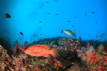 Coral reef and fish underwater