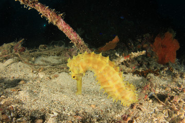 Thorny Seahorse on old fishing rope