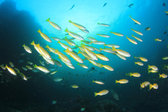 Coral reef and fish underwater