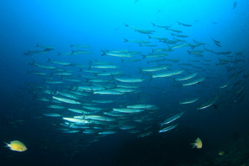 Barracuda fish school