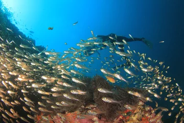 Plexiglas foto achterwand Scuba divers exploring coral reef © Richard Carey