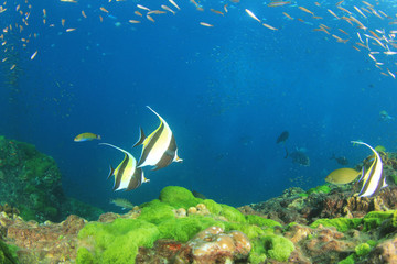 Fototapeta na wymiar Green algae blue water fish