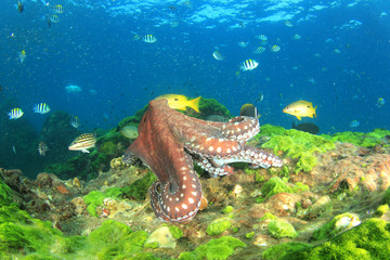 Octopus in ocean