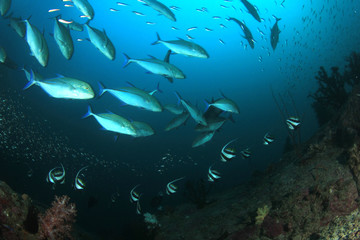Fototapeta na wymiar Trevally fish (Jackfish)