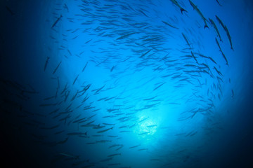 Fototapeta na wymiar Barracuda fish school