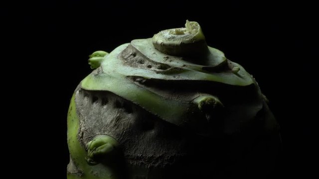 Kohlrabi root in rotation