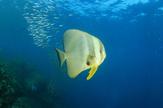 Spadefish fish (Batfish)