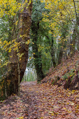 autumn forest in cloudy weather