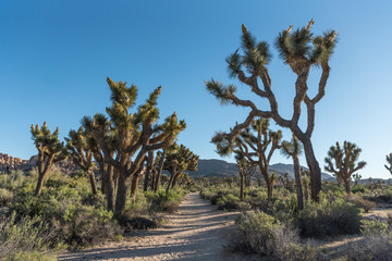 Sandy Trail Through Joshua Tree Field