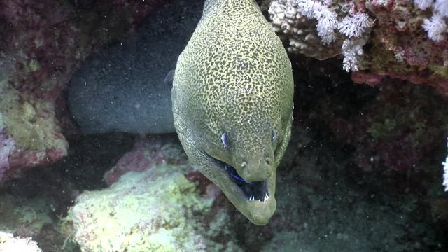 Giant Moray in Red sea of Egypt. Underwater relax video.