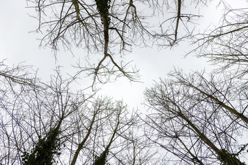tops of trees against the sky