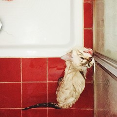 gatto non vuole fare il bagno