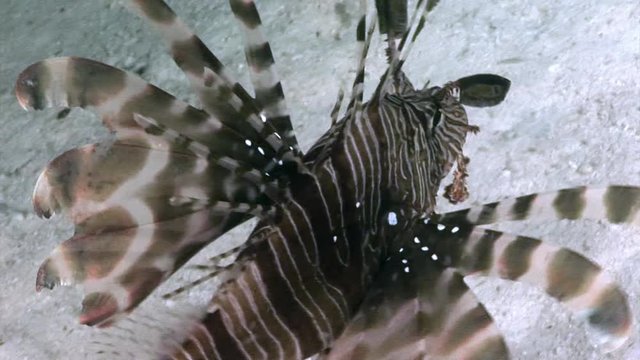 Giant striped poisonous fish Common lionfish Pterois volitans in Red sea. Sharp fins. Relax underwater video about devourer of marine inhabitants.