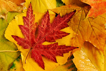 A closeup of a bunch of colorful autumn leaves