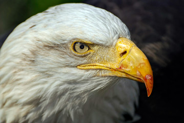 Bald Eagle (Haliaeetus leucocephalus)