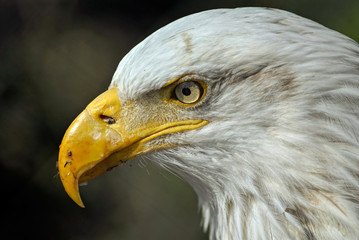 Bald Eagle (Haliaeetus leucocephalus)