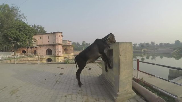 Beautiful sacred pond in Varsana, UP, India. Cow eating and ancient architechture. Smooth tracking shot, 4X slow motion.mov