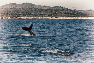 Fototapeta premium in australia a free whale in the ocean