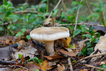 mushroom growing in the ground close up