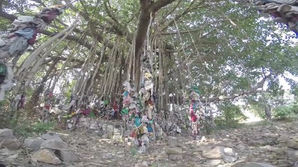 Sacred banyan tree in India, smooth tracking shot past stones stacked by pilgrims and cloths tied to the hanging vines. Wide, upward angle. 2X slow motion.