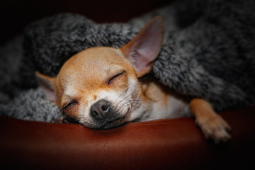 Sleeping dog Chihuahua